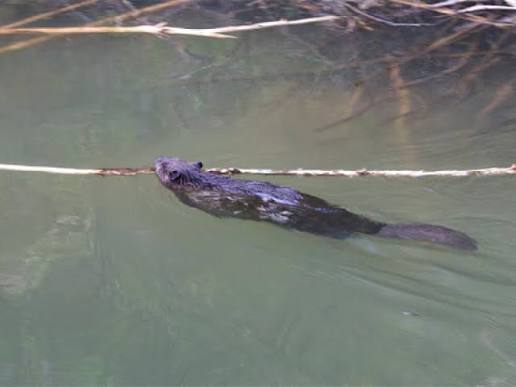 Beaver