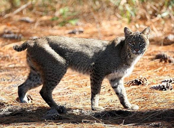 Bobcat