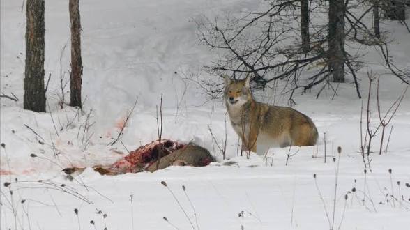 Coyote
