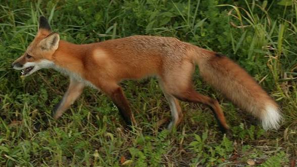 Fox
