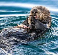 Otter