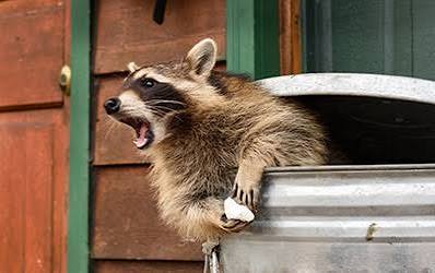 Raccoon