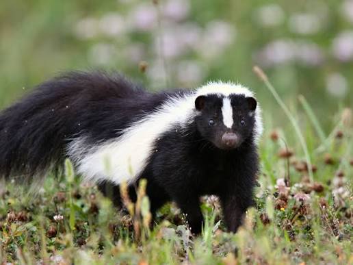 Skunk