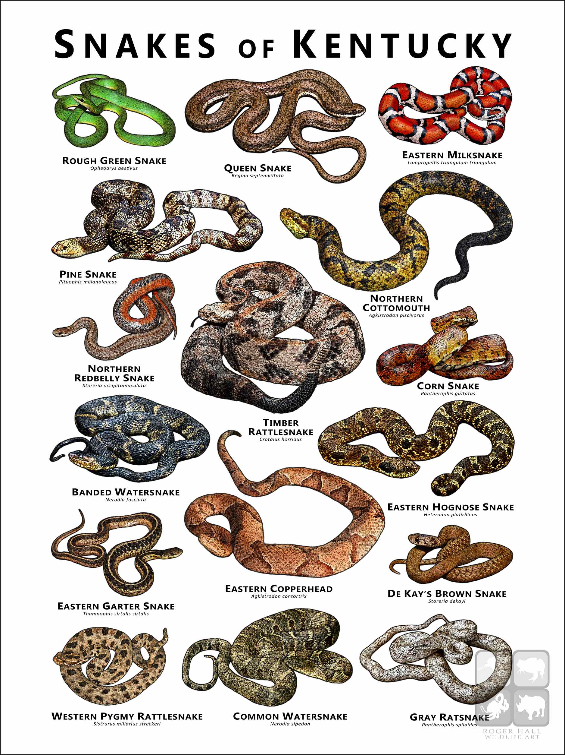 Snake